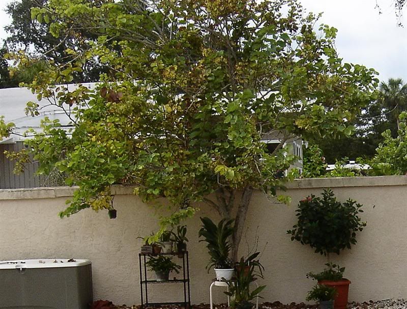 Jens orchid tree